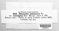 Russula alutacea image